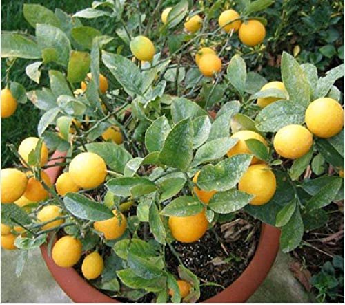 Citrus Fruit Seeds (Lemon & Nimbu) for Home Gardening & Pots