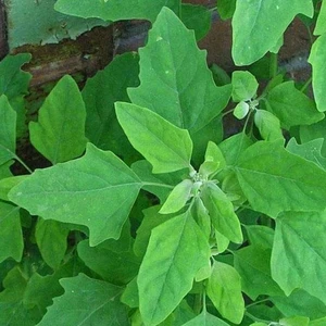 Bathua Saag Seeds / Chenopodium Album for Kitchen Garden