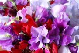 Sweet Peas Mixed Flower Seeds | Winter Season Flower Seeds | Best For Home Garden & Terrace