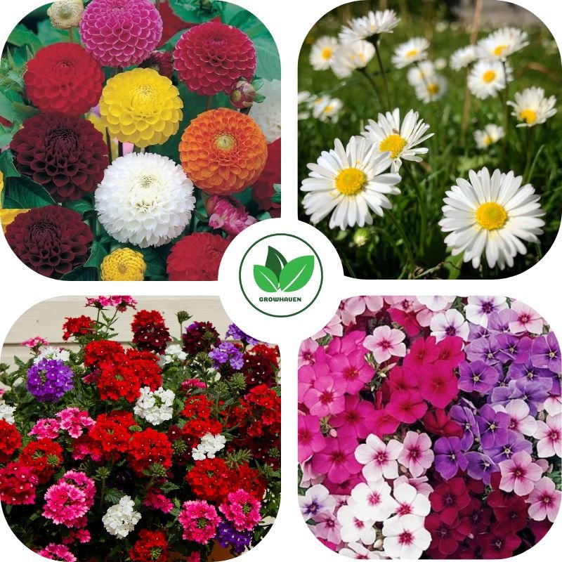 Unique Pack of 4 Combo Winter Flower Seeds | Best For Home Garden & Terrace