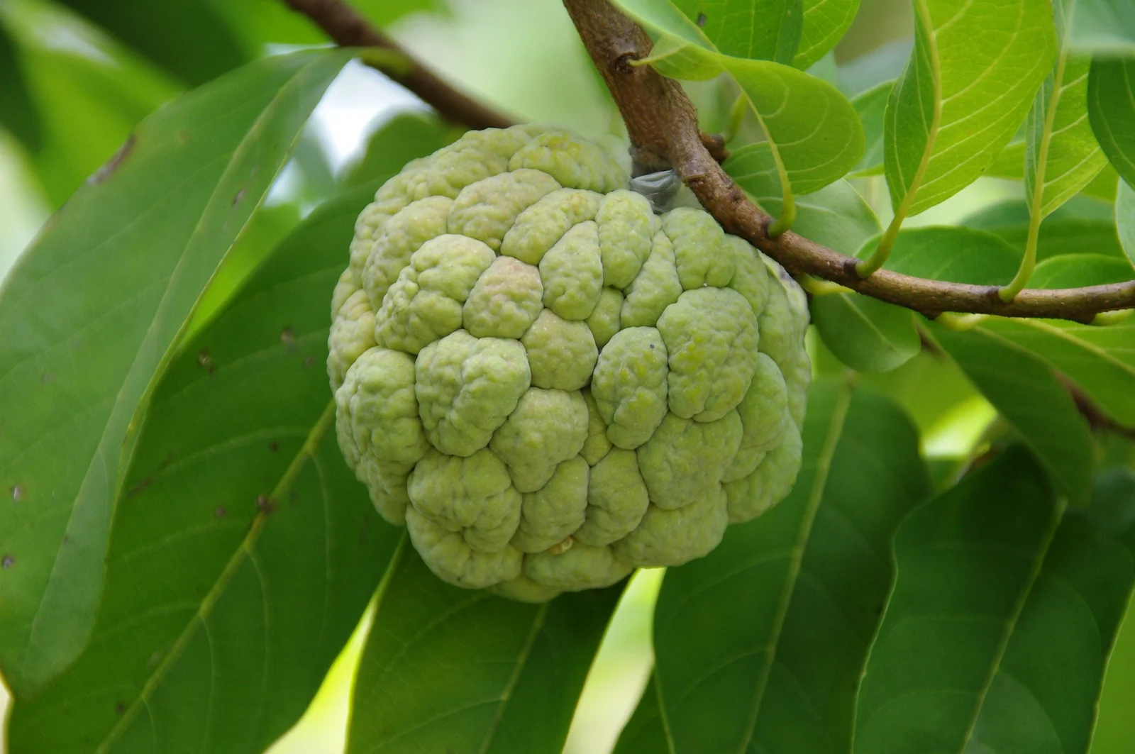 Sitaphal / Custard Apple Fruit Seeds for Pot & Home Gardening
