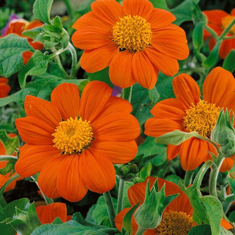 Tithonia Orange Flower Seeds (Mexican Sunflower) for Home Garden