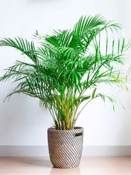 Areca Palm Seeds | Indoor & Outdoor Air Purifying Plant Seeds | Best For Home Garden & Pots