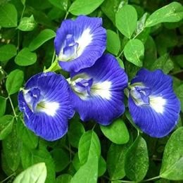 Aparajita Flower Seeds (Butterfly Pea) for Home Garden