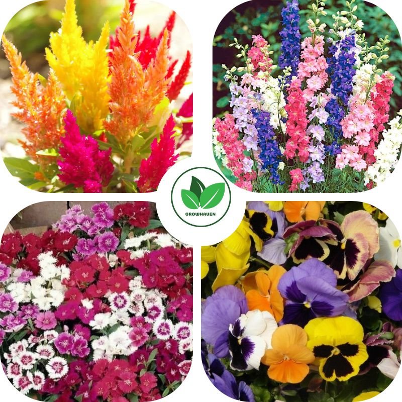 Combo Pack of 4 Winter Flower Planting Seeds | Best For Home Garden & Terrace