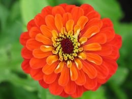 Zinnia Orange Flower Seeds for Home Garden