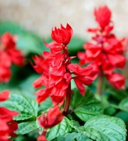 Salvia Splendens Saint John’s Fire Flower Seeds | Winter Flower Seeds | Best For Home Garden 