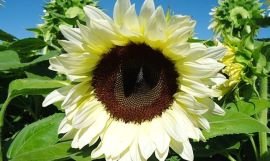 White Sunflower Seeds | Tall Surajmukhi Flower Seeds | Best For Home Garden & Terrace