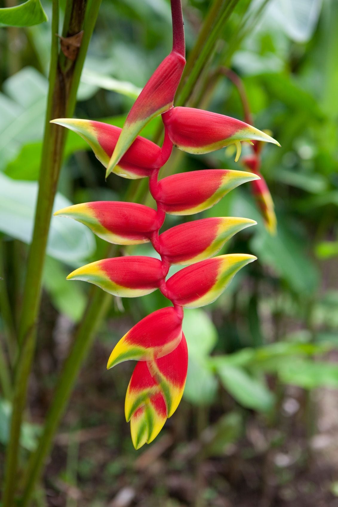 Heliconia Flower Bulbs | Exotic Tropical Blooms | Home Garden & Landscaping Plant