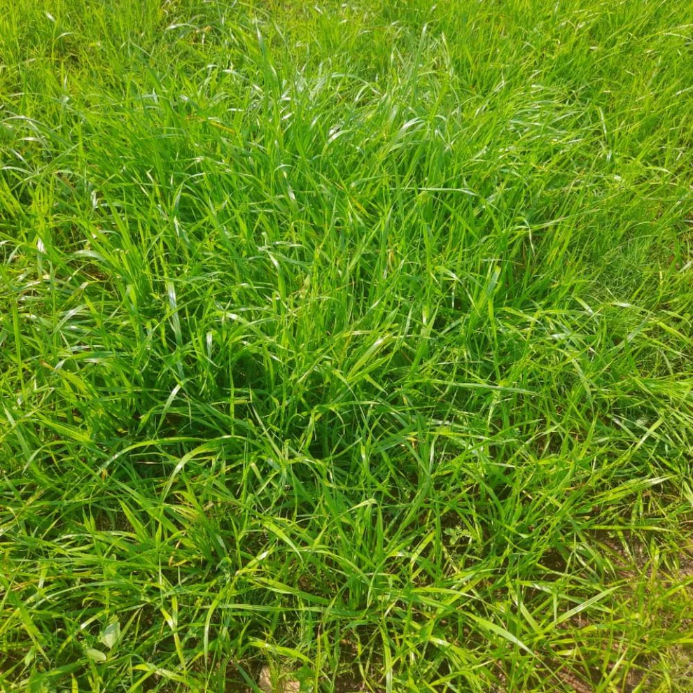 Carpet Lawn Grass Seeds | Garden & Terrace Green Carpet Seeds | Best For Home Lawn & Outdoor