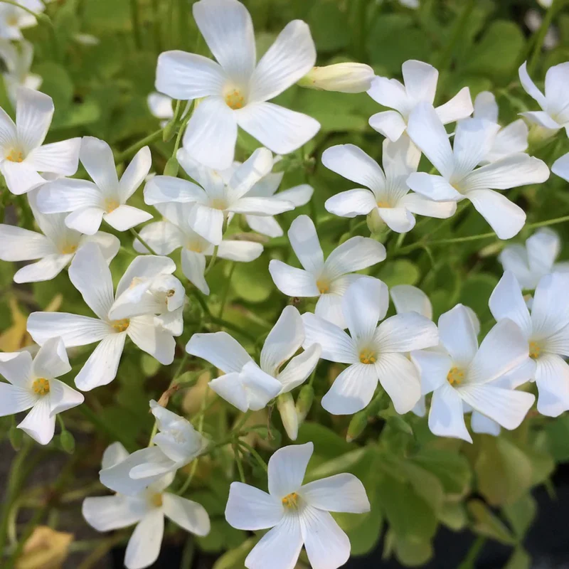 Oxalis White Flower Bulbs | Elegant Clover-Like Foliage & Pure White Blooms | Home Garden 