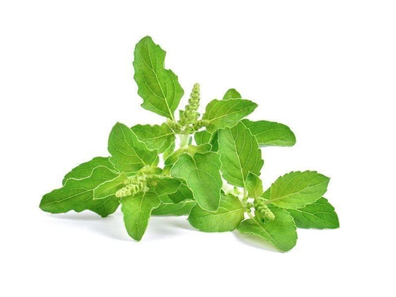 Holy Basil / Tulsi Vegetable & Herb Seeds for Home Garden