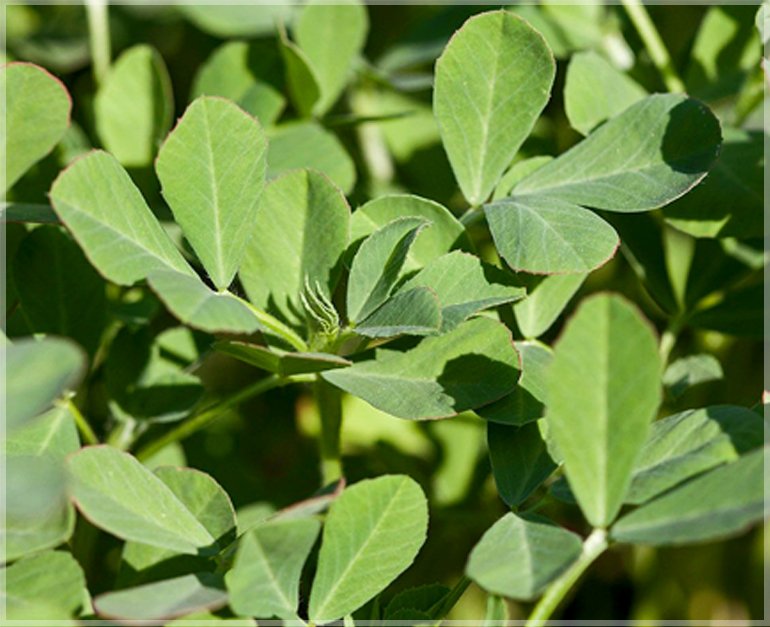 Kasuri Methi / Fenugreek Vegetable Seeds for Home Garden & Terrace | Aromatic Leafy Herb Plants 