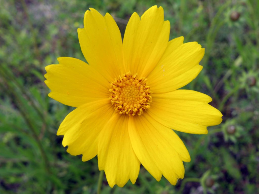 Coreopsis Flower Seeds | Winter Flower & Terrace Gardening
