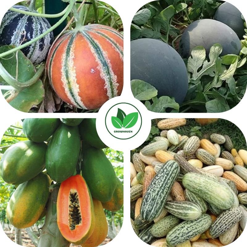 Combo of 4 Summer Fruit Plant Seeds | Best For Home Garden & Terrace