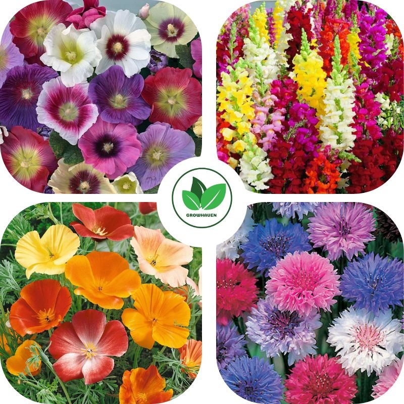 Best Winter Flower Seeds Combo Pack of 4 | Ideal For Home Garden & Terrace