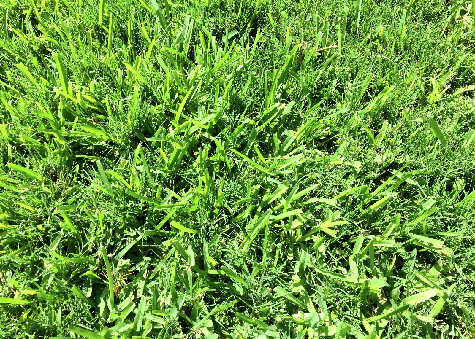 Bermuda Grass Seeds | Lawn & Garden Grass Seeds | Perfect For Home Garden, Terrace & Outdoor