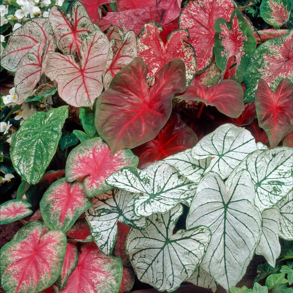 Caladium Mix Flower Bulbs | Colorful Foliage Plant | Home Garden & Indoor Decoration