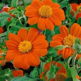 Tithonia Orange Flower Seeds (Mexican Sunflower) for Home Garden