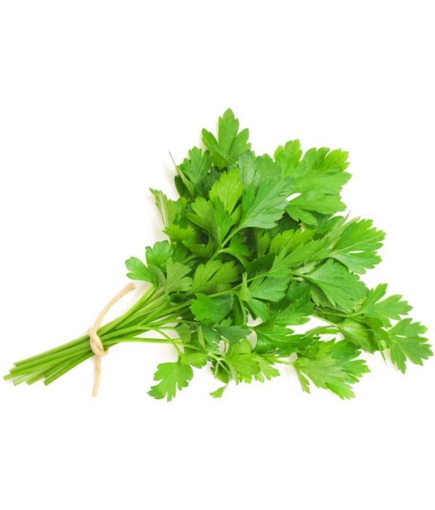 Parsley/Ajmod Vegetable Herb Seeds For Home Garden & Terrace