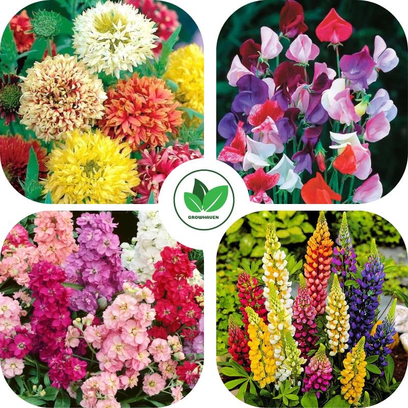 Special Winter Flower Seeds Combo Pack of 4 | Home Garden & Terrace