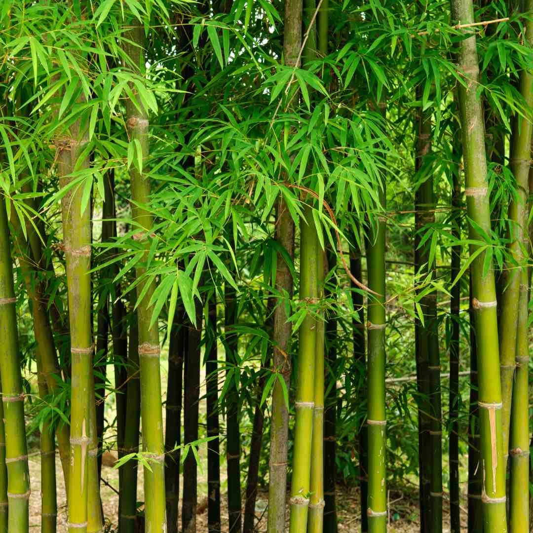 Bamboo Plant Seeds (Dendrocalamus Strictus) | Fast-Growing Tall Bamboo | Home Garden, Outdoor 
