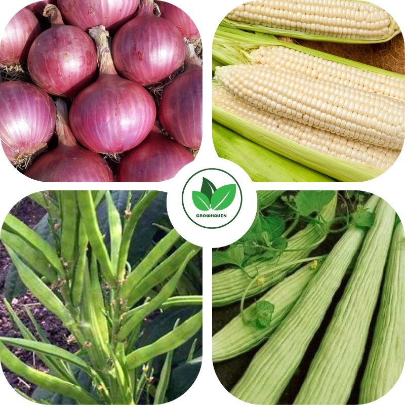 Combo Pack of 4 Unique Vegetable Plant Seeds | Best For Home Garden & Terrace