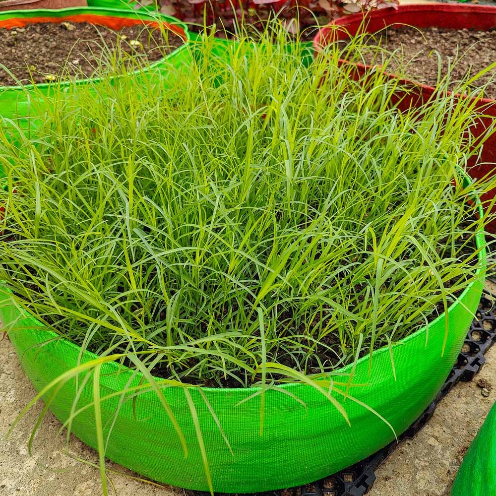 Durva (Doob) Grass Seeds | Lawn & Garden Green Grass | Best For Home Garden, Terrace , Outdoor