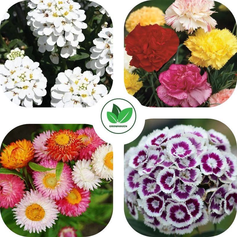 Pack of 4 Winter Flower Seeds | Best For Home Garden & Terrace