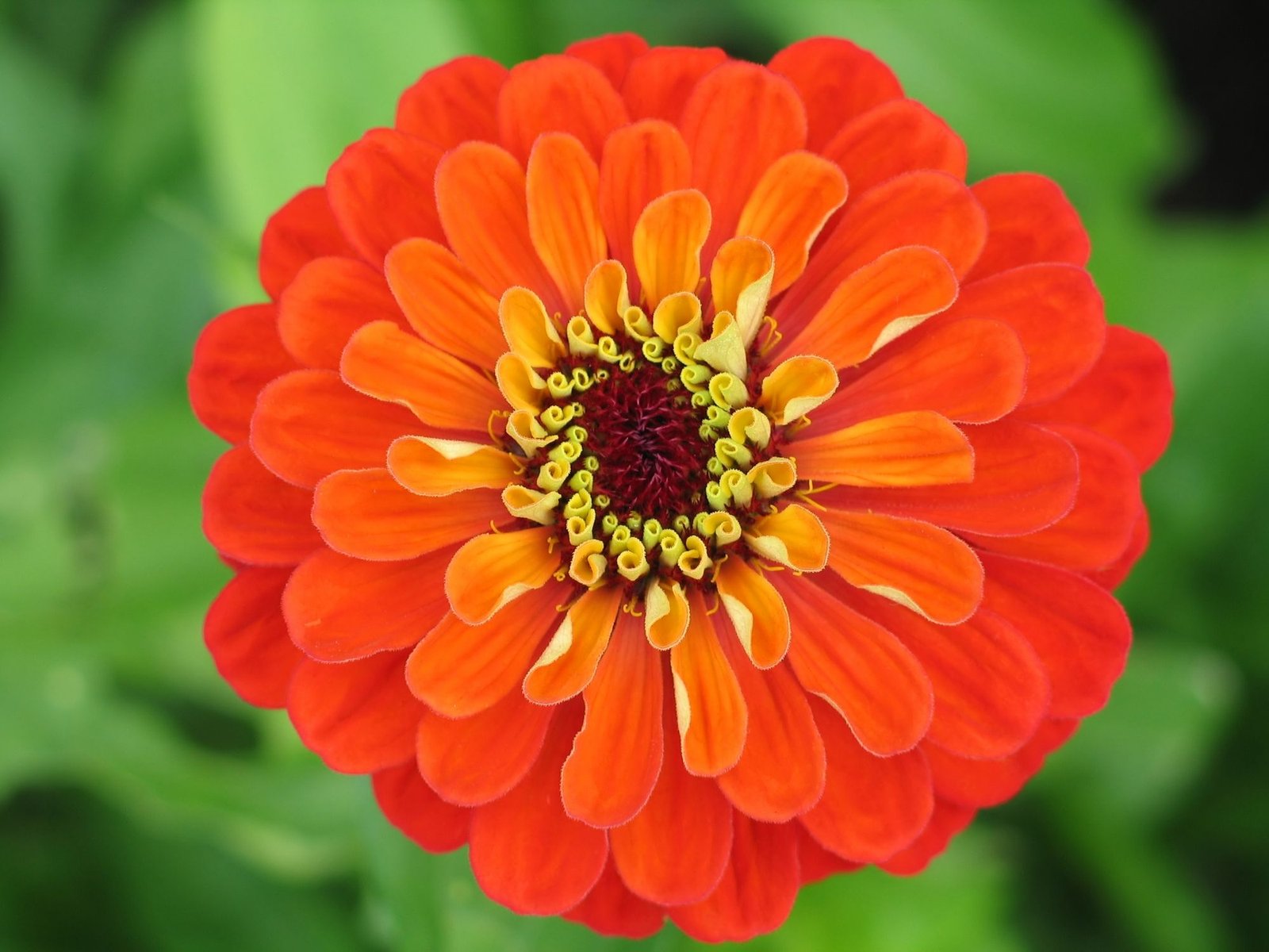 Zinnia Orange Flower Seeds for Home Garden