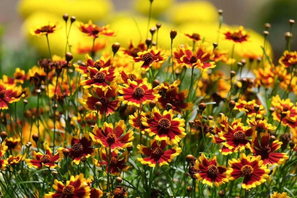 Coreopsis Flower Seeds for Home Garden & Terrace | Bright Yellow Summer Blooming Plants | Easy t