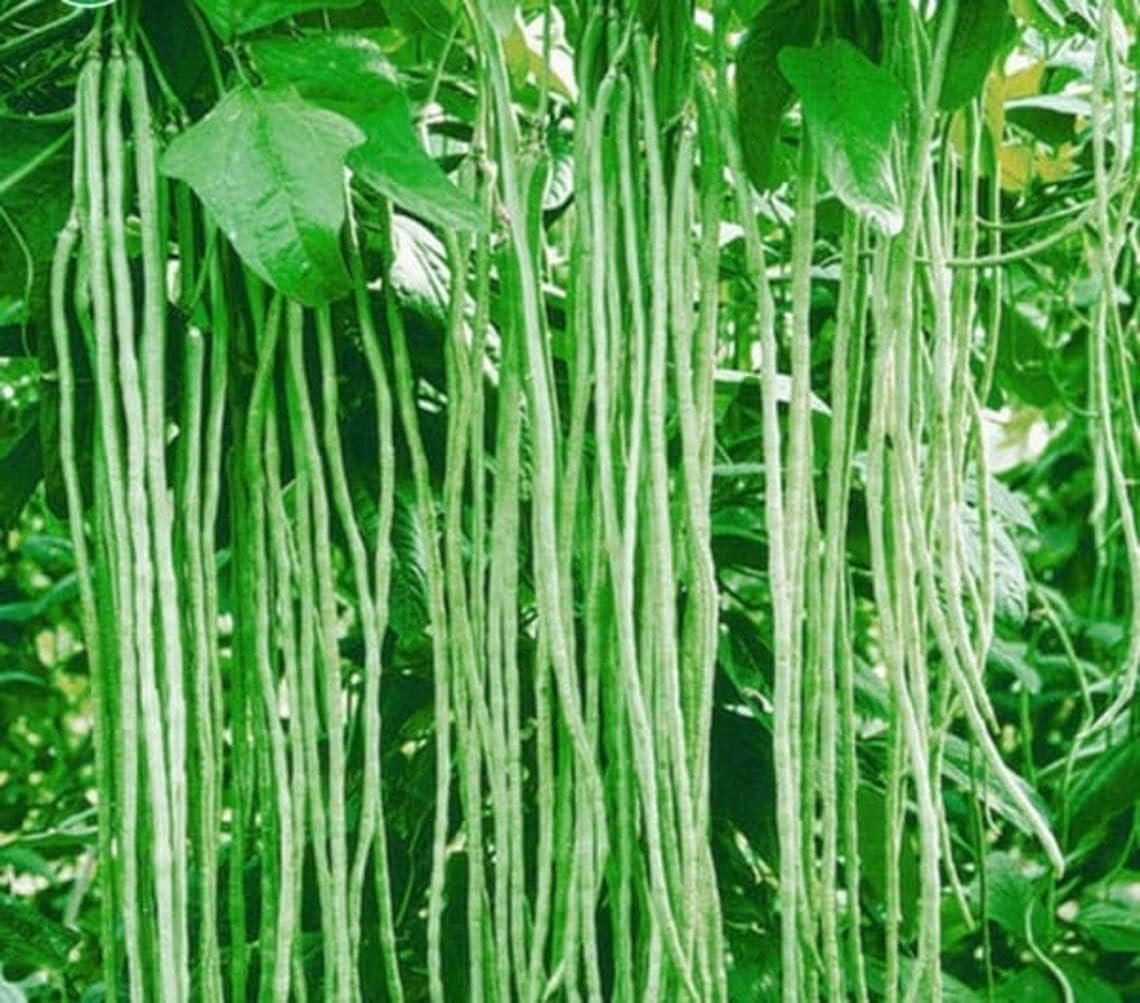 Yard Long Beans/Asparagus Vegetable Plant Seeds For Home Garden & Terrace