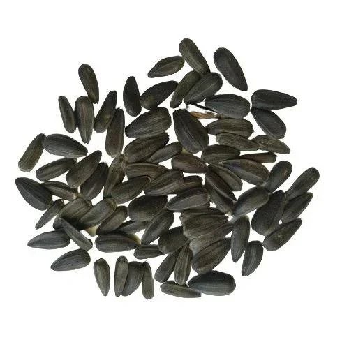 Red Sunflower Seeds | Tall Red Surajmukhi Flower Seeds | Best For Home Garden & Terrace