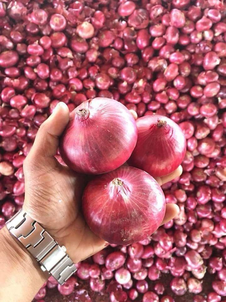 Red Onion / Lal Pyaj Vegetable Plant Seeds | Best For Home Garden & Terrace