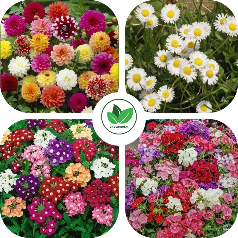 Unique Pack of 4 Combo Winter Flower Seeds | Best For Home Garden & Terrace