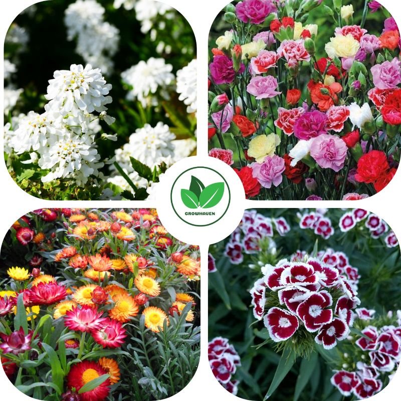 Pack of 4 Winter Flower Seeds | Best For Home Garden & Terrace