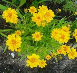 Coreopsis Flower Seeds | Winter Flower & Terrace Gardening