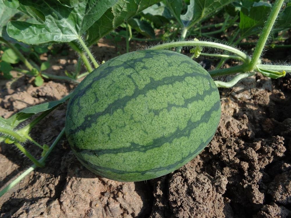 Watermelon / Tarbooj Vegetable Fruit Plant Seeds | Best For Home Garden & Terrace 