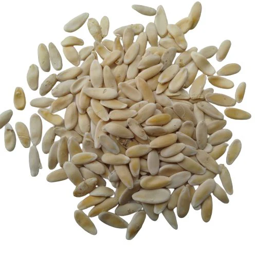 Kakri Long Melon Vegetable Plant Seeds For Home Garden & Terrace