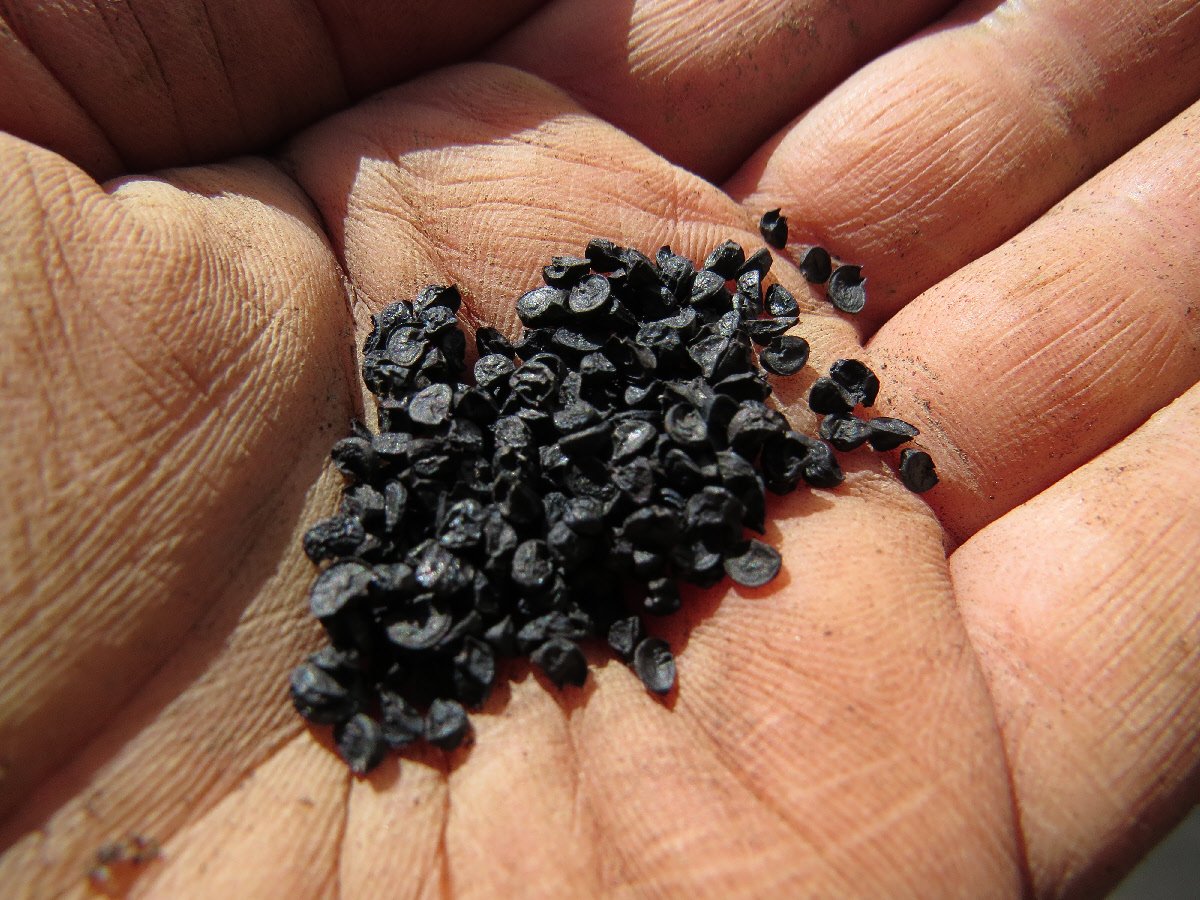 Orange Onion / Pyaz Seeds for Kitchen Garden & Farming