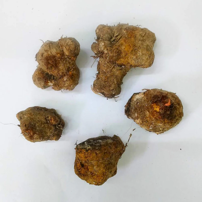 Caladium Mix Flower Bulbs | Colorful Foliage Plant | Home Garden & Indoor Decoration