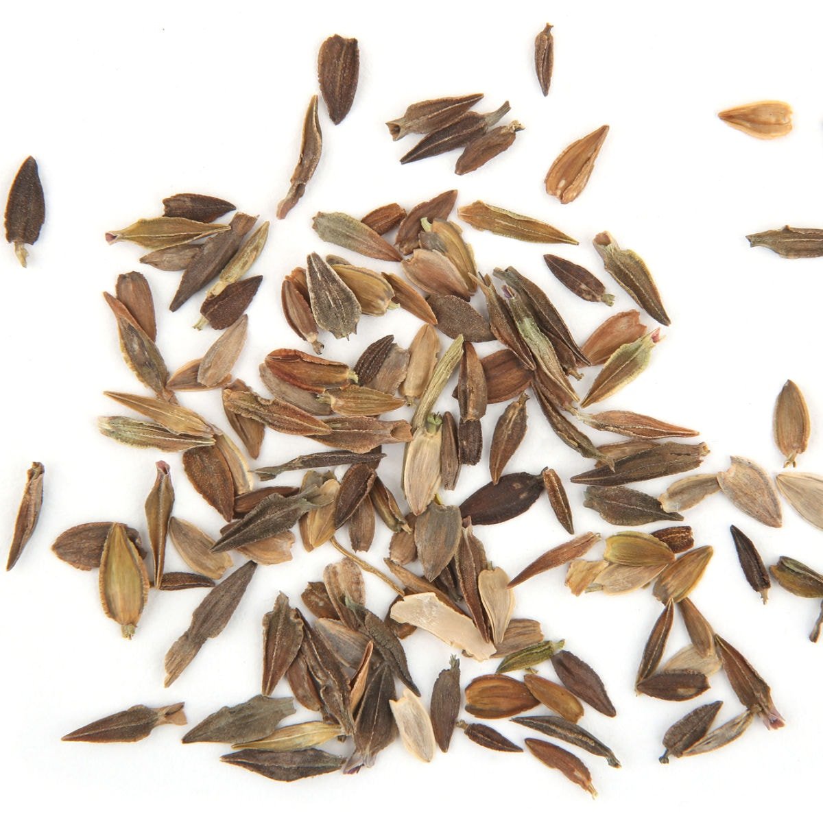 Zinnia Orange Flower Seeds for Home Garden