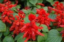 Salvia Splendens Saint John’s Fire Flower Seeds | Winter Flower Seeds | Best For Home Garden 