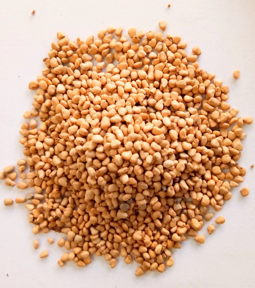 Guava Seeds (Amrood Beej) for Home Garden & Terrace