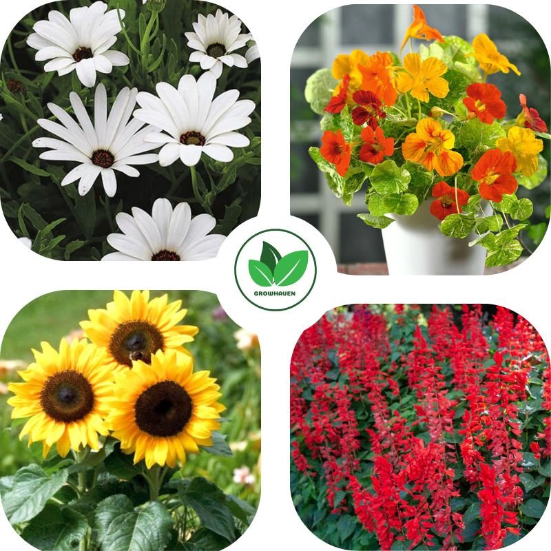Home Garden & Terrace Best Winter Flower Seeds Combo | Pack of 4