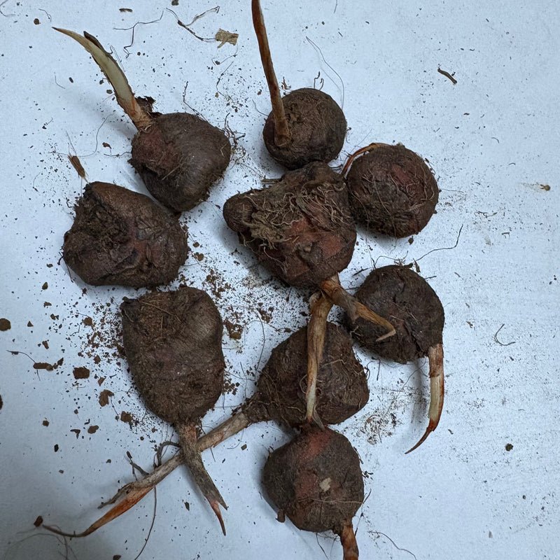 Tritonia Red Flower Bulb | Indoor/Outdoor Flowering Plant Bulb | Best for Home Garden & Terrace