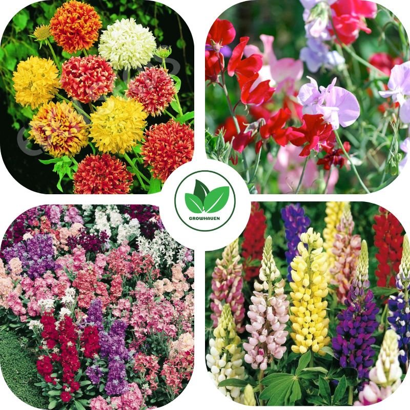 Special Winter Flower Seeds Combo Pack of 4 | Home Garden & Terrace