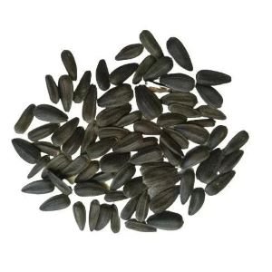 Red Sunflower Seeds | Tall Red Surajmukhi Flower Seeds | Best For Home Garden & Terrace