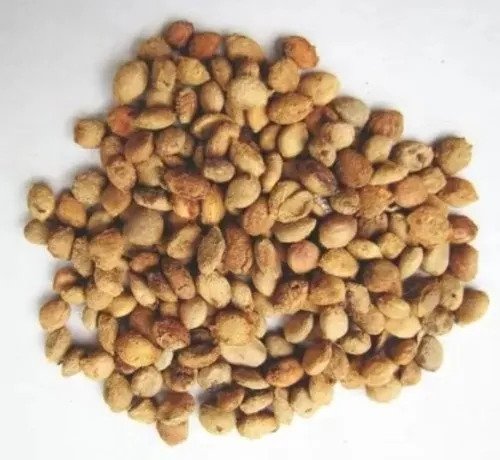Bel Patra / Bael Fruit Seeds (Aegle marmelos) for Home Garden