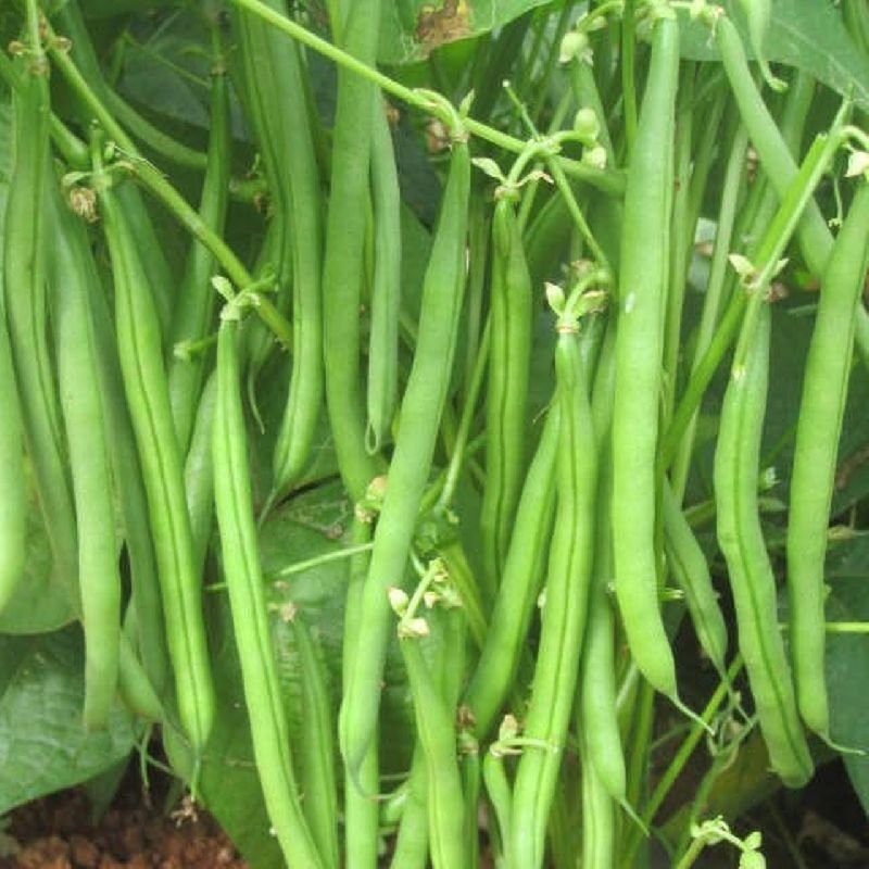 French Beans / Green Beans / Haricot Beans Vegetable Seeds | Best  For Home Garden & Terrace